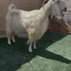 عند مشروكه خصمم ديس فاخر