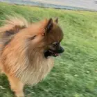 كلب بومريان