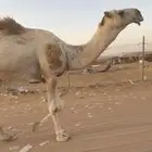 بعير