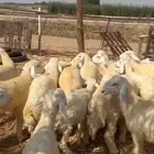 طليان ذبايح مناسبات