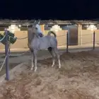 للبيع مهر واهو والبيع شعبي