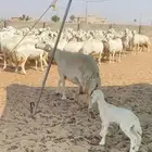 ضان حريات طيبه ومقنوي