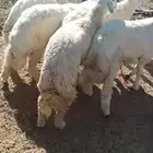 طليان حري كبير مع الذبح والتوصيل