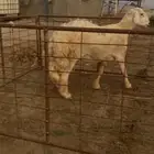طلي فحل