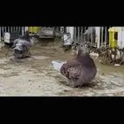 زوج فرش بطل
