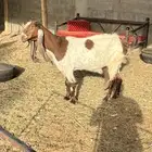 عنز حليب صباح ومغرب