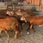 سواكن مرابي