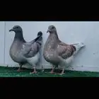 طبه تاكسن top