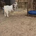 تيس فحل