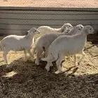 طليان حري العمر 4شهور العدد 6