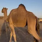 ناقه القحه طيب سنه ام خامس اول شهر لقاح. واقبل شي زين