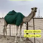 الابل