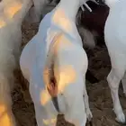 تيوس بيشيات سته شهور مخاصي فل الفل