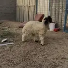 خرووف