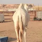 بكرة حقه للبيع