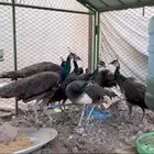 طاؤوس