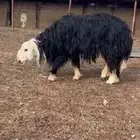 فحل نجدي صنف الصنف جباره ثني