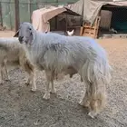 فحل ضان