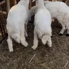 للبيع خروف و رخلين