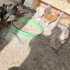 دجاج وديوك للبيع
