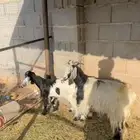معزا مواليد وحده معها توم ووحده معها واحد