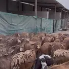 رخال سواكني حمري دفيع