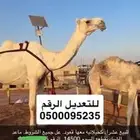 ناقه عشرا كفو كحيلانيه سومه 14500