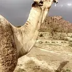 مطلوب حاشي ضيار