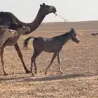للبيع مهر حصان