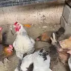 يوجد4 من البراهما أمريكي وطبق واحد فقط من البيض البلدي