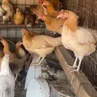 دجاج بلدي