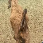 تيسين عوارض فحول