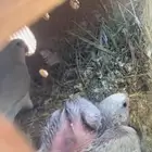 جوز روز منتج