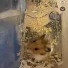 هامستر للبيع