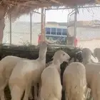 بهم العدد 11 فيه رخلين والباقي طليان شعره وأطراف