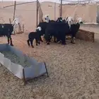 6 ضان للبيع 5 دفيع وواحدة متبع