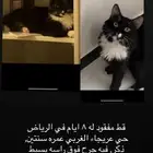 قط ضايع صار له 19 يوم