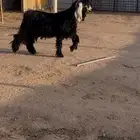 تيس عارضي ثني