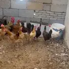 دجاج بياض للبيع