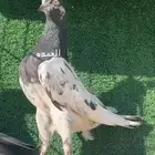 حمام باكستاني سخي