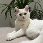 قطه طالبه تزاوج