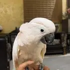 كوكاتو مولوكان