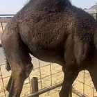 قعود جاي من تحت امه على الحليب للبيع