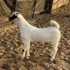 مشاريع تيوس