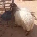 ذبايح