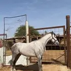 حصان