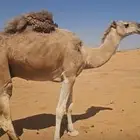 البيع جمل احمرشمالي طيل