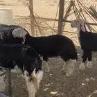 بهم نجد صنف