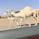 خلفه وضحى كفو