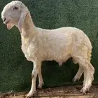 طلي درماني أبيض